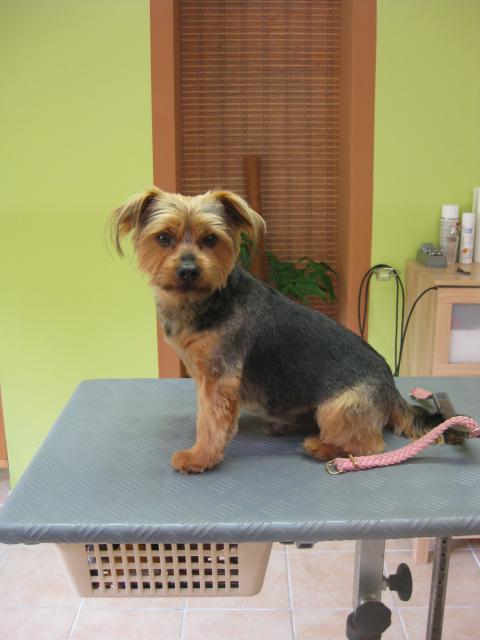 Billy, Australian Silky Terrier